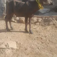 گاو میش ۵ماهه