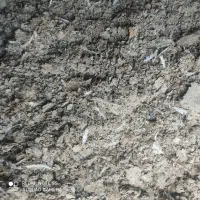 کودکبوترخشکوتمیز|خدمات باغبانی و درختکاری|ملکان, |دیوار