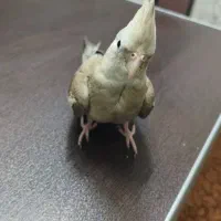 عروس هلندی وایت فیس