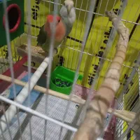 کوتوله مولدجفت|پرنده|تبریز, |دیوار