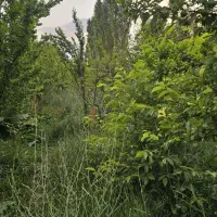 800مترزمین در اندرخ|فروش زمین و ملک کلنگی|مشهد, موسوی قوچانی|دیوار