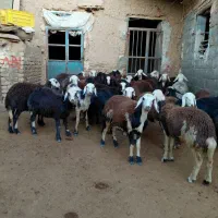 بره ماده پلنگی