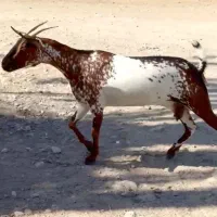 ثلاله|حیوانات مزرعه|کوهدشت, |دیوار