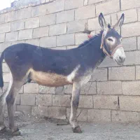 الاغ نر ۳ سال درجه یک
