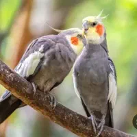 عروس هلندی