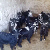 چپش چاق|حیوانات مزرعه|آبدانان, |دیوار