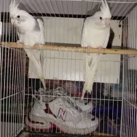 البینو دوکت بدون غلت