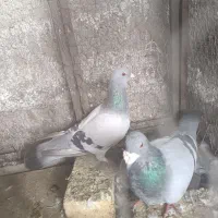 کبوتر سبز آلمانی و قفس تور