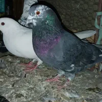 کبوتر پرشی جهت معاوضه