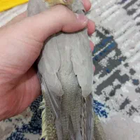 جوجه عروس هلندی|پرنده|ری, دیلمان|دیوار