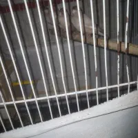 فنچ نرگسی شکلاتی