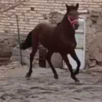 اسب|اسب و تجهیزات اسب‌سواری|چنگ الماسی, |دیوار