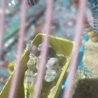 حراج یک جفت مرغ عشق