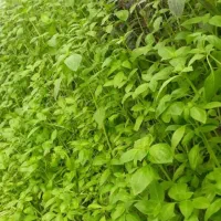 مشاور و اجرای گلخانه های مدرن طبقاطی بدون خاک nft|خدمات باغبانی و درختکاری|تهران, جوادیه تهرانپارس|دیوار