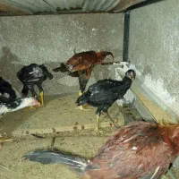 جوجه لاری 4ماهه|حیوانات مزرعه|سروآباد, |دیوار