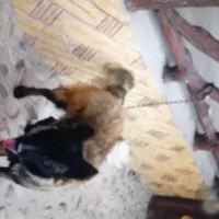 نژاد مانییلویز ماده با شناسنامه
