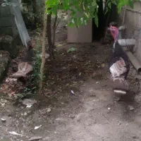 بقلمون نر ماده وزن سنگین