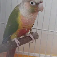 گرینچیک|پرنده|مشهد, هفت تیر (نه دره)|دیوار