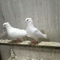 کبوتر نقش و پرشی