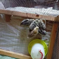 جوجه خروس 6ماهه