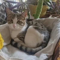 واگذاری گربه رایگان