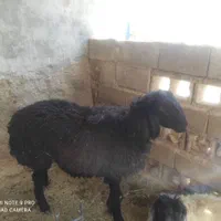 بره کوهه دو بر چینی فیروزآباد