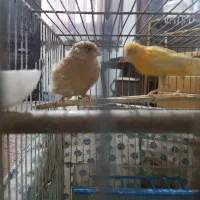 قناری ماده اماده جفت گیری