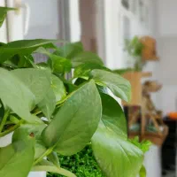 اجاره-لاین-زیبایی-اتاق-مجزا-در-تاپ-لوکیشن-بندرعباس
