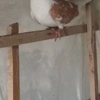 کبوتر|پرنده|فولادشهر, A1|دیوار