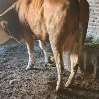 گاو سیمنتال