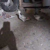 کفترتودمدار