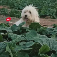 سگ آپارتمانی