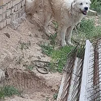 سگ نر گوسفندی