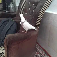 کبوتر کاکلی