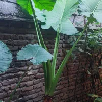 گل بابا آدم ۴ عدد