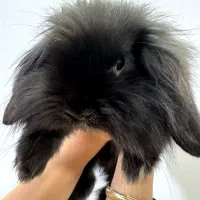 خرگوش لوپ بازی گوش|موش و خرگوش|زرند, |دیوار