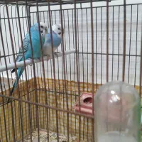 یک جفت مرغ عشق|پرنده|مراغه, |دیوار