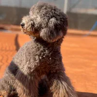 توله پودل استاندارد با رنگ کمیاب نقره ای-بلو|سگ|شیراز, پارک آزادی|دیوار