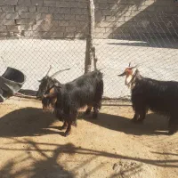 بیگ نرماده  بهده بز چاق|حیوانات مزرعه|ایذه, |دیوار