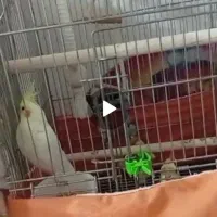 ۲عدد عروس هلندی گم شده