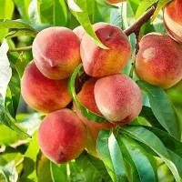 فروش به صورت عمده و خرده با ضمانت کتبی|خدمات باغبانی و درختکاری|کرمانشاه, |دیوار