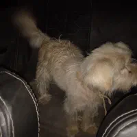 پاکوتاه ماده حرف گوشکن