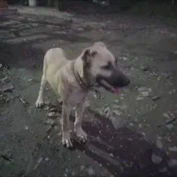 توله سگ ۳ماهه سراب معاوضه فقط باتوله ژرمن شپرد|سگ|ماسال, |دیوار