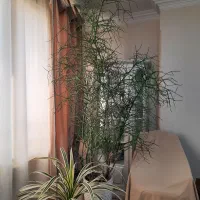 افوربیا تیروکالی سن دار مناسب لابی و سالن|گل و گیاه طبیعی|کرج, فاز ۳ گوهردشت|دیوار