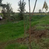 فروش زمین۱۴۴۱متری مسکونی‌باخانه۱۶۰متری‌‌|فروش زمین و ملک کلنگی|رشت, لاکان|دیوار