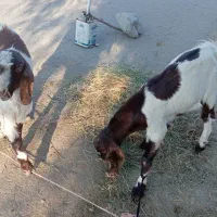 بز نری چپشت نژاد دار ابستن|حیوانات مزرعه|جیرفت, |دیوار