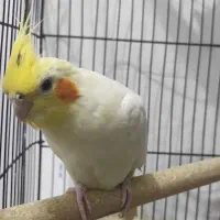 عروس هلندی نر سخنگولوتینو