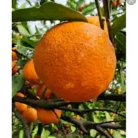 نیازمند کارگر پرتغال چینی