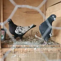 8عدد سینه سیاه بازی کن دونه ای 450هزارتومان