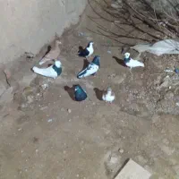 کفتر|پرنده|جوین, |دیوار